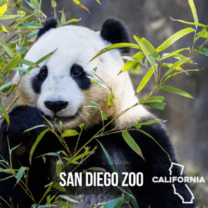 panda zo